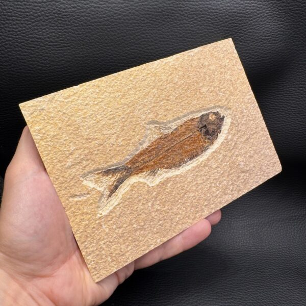 Poisson Fossile Knightia de la Green River, Wyoming (réf pf2) – Image 4