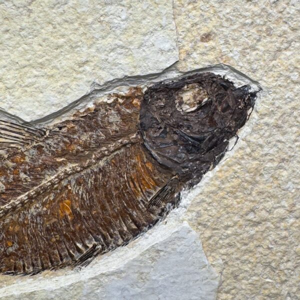 Poisson fossile Knightia de la Green River (ref pf10) – Image 2