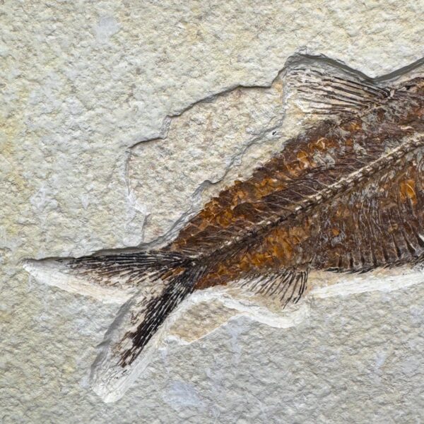 Poisson fossile Knightia de la Green River (ref pf10) – Image 3
