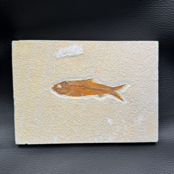 Poisson Fossile