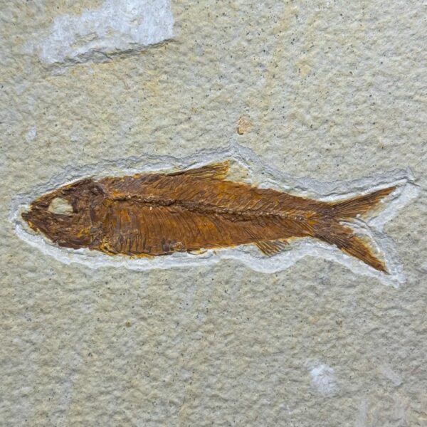 Poisson Fossile Knightia de la Green River, Wyoming (réf pf6) – Image 2