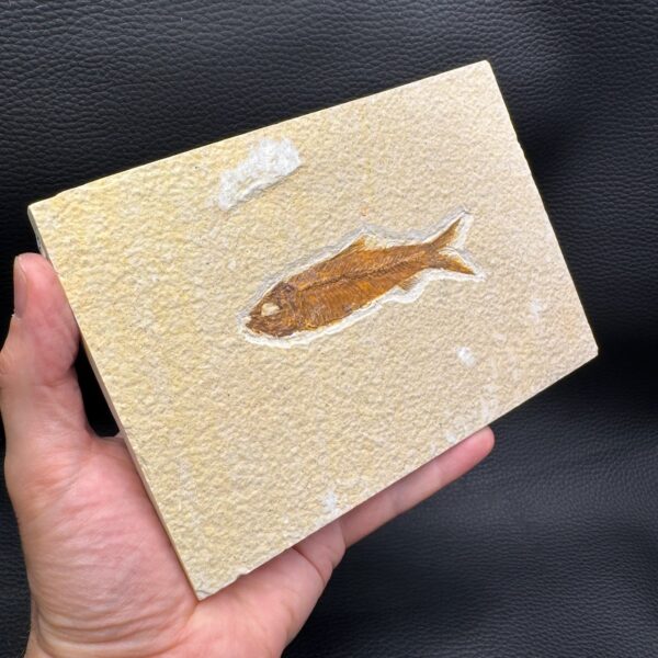 Poisson Fossile Knightia de la Green River, Wyoming (réf pf6) – Image 4