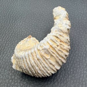 Huitre Fossile