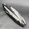 Orthocèras "Fossile Poli" du Maroc (réf ot4) – Image 2