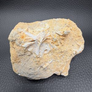 Ossement Fossile de Mosasaure