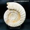 Ammonite