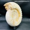 Ammonite de Madagascar (réf amd20) – Image 2