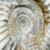 Ammonite de Madagascar (réf amd20) – Image 3