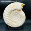 Ammonite de Madagascar (réf amd20) – Image 4