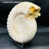 Ammonite de Madagascar (réf amd20) – Image 5