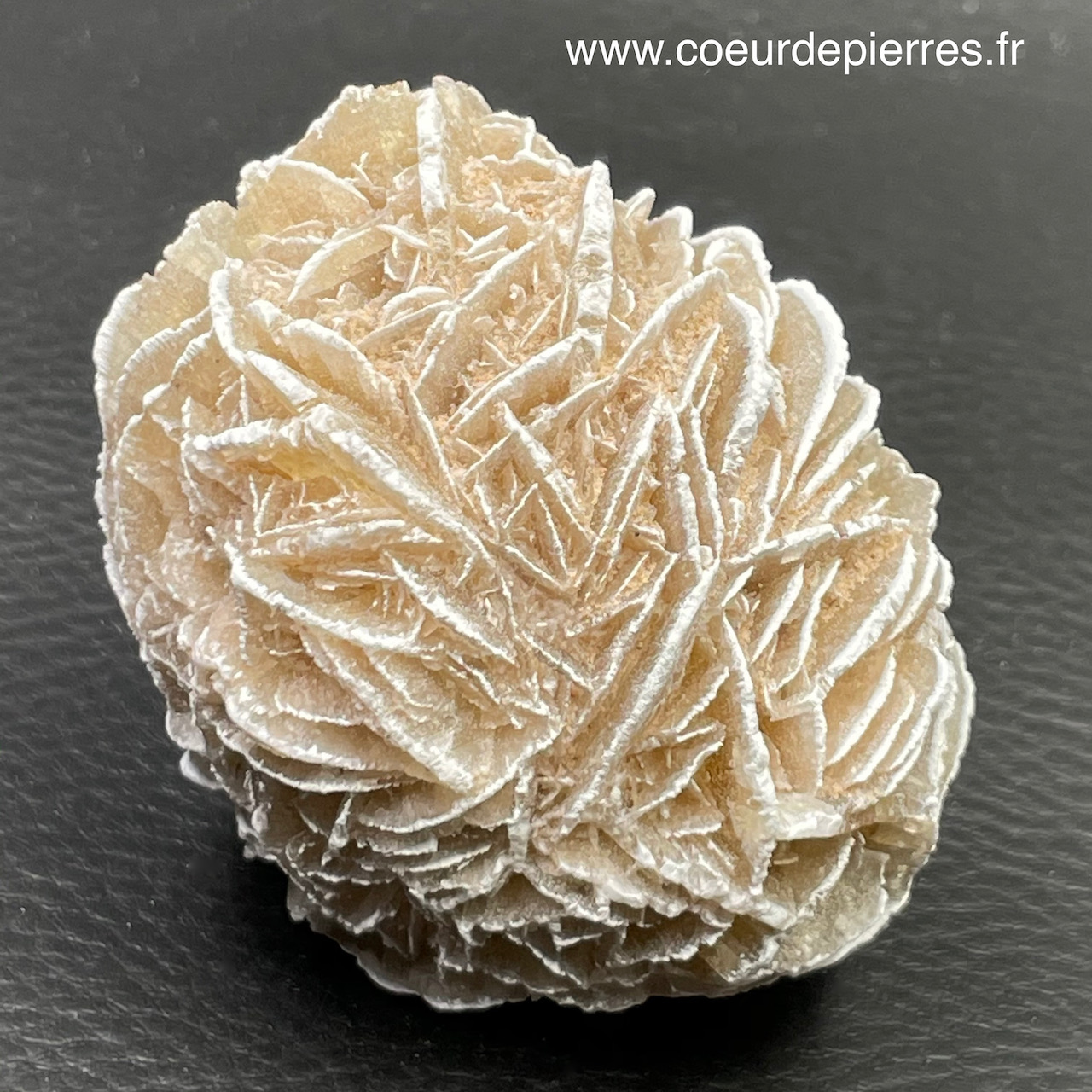 Rose des sables “gypse” du Maroc (réf rs8) Cœur de Pierres