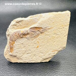 Crevette fossile Carpopenaeus callirostris d’Hajoula (réf cf7)