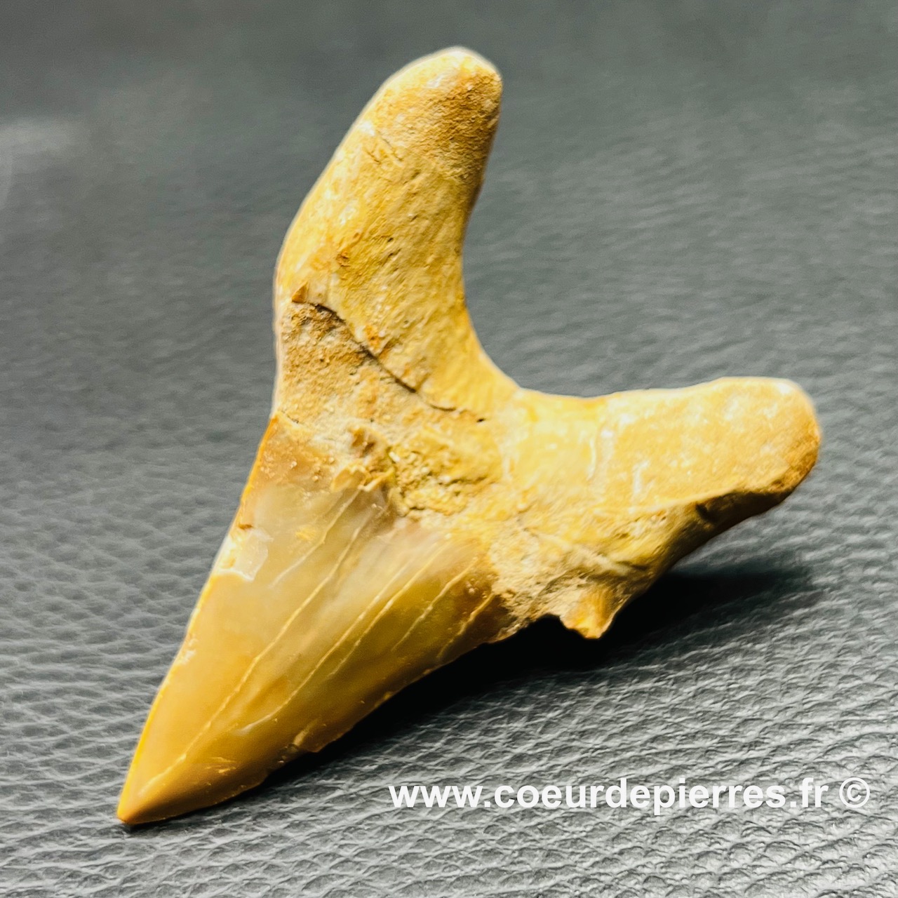 Dent de requin fossile «otodus obliquus» du Maroc (réf dro10) Cœur de — free download