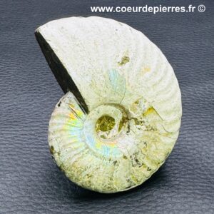 Ammonite Iridescente