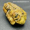 Trilobite commun du Maroc (réf tr6) – Image 2