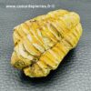 Trilobite Commun du Maroc (réf tr7) – Image 2