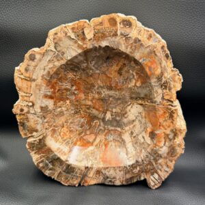 Vasque en bois fossile
