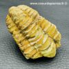 Trilobite