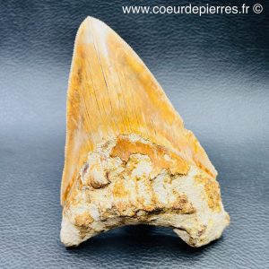 Dent de Carcharodon Megalodon d’Indonésie (réf meg14)