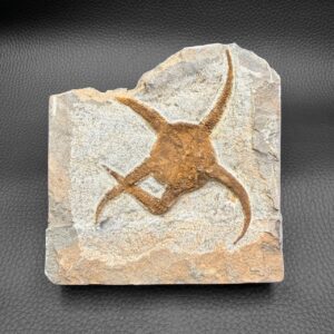 Etoile de Mer Fossile Edriasteroide