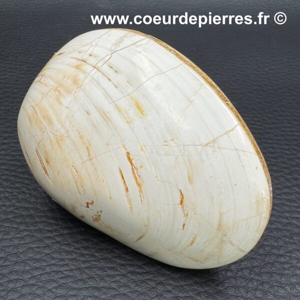 Mollusque bivalve fossile de Madagascar (ref hf2) – Image 2