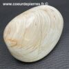 Mollusque Bivalve Fossile