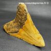 Dent de Megalodon Carcharodon “Caroline du Sud” USA (réf meg16) – Image 4