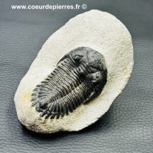 Trilobite Hollardops Mesacristata