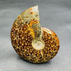 Ammonite