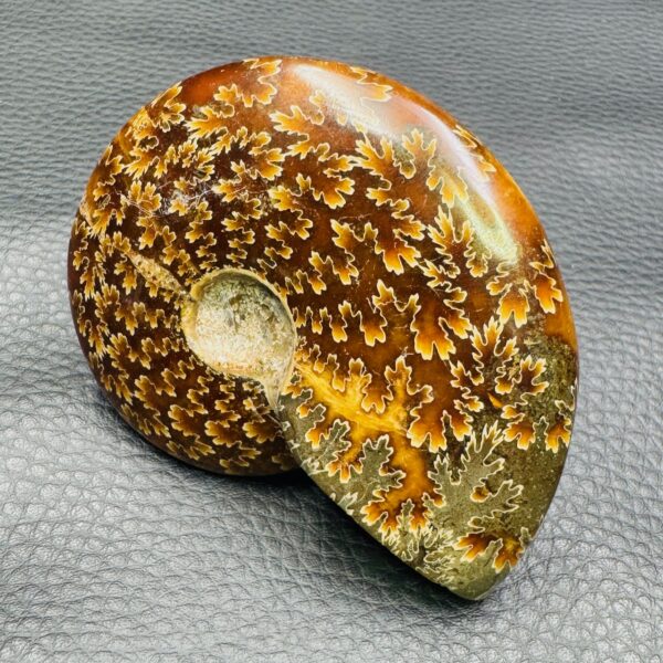 Ammonite polie de Madagascar (réf amd3) – Image 2