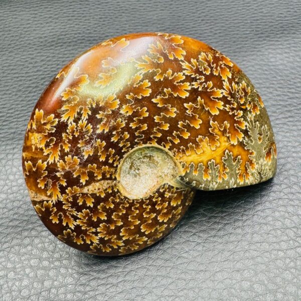 Ammonite polie de Madagascar (réf amd3) – Image 3