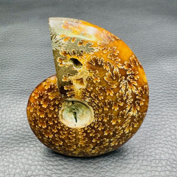Ammonite polie de Madagascar (réf amd3) – Image 4