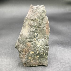 Fossile Carbonifère
