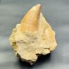 Dent de Mosasaure sur gangue du Maroc taille XL (réf dmo6) – Image 2