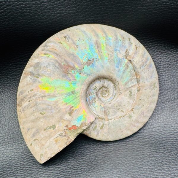 Ammonite iridescente de Madagascar (réf amd8) – Image 2