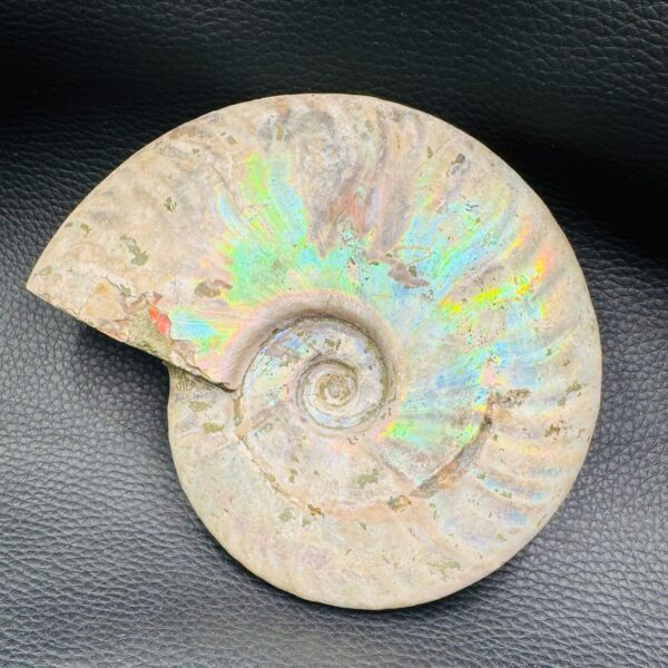 Ammonite iridescente de Madagascar (réf amd8) – Image 3