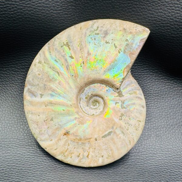 Ammonite Iridescente