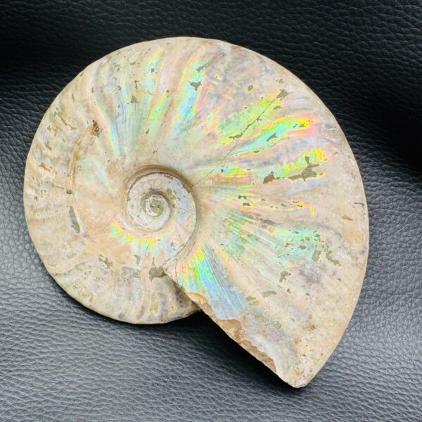 Ammonite iridescente de Madagascar (réf amd8) – Image 4