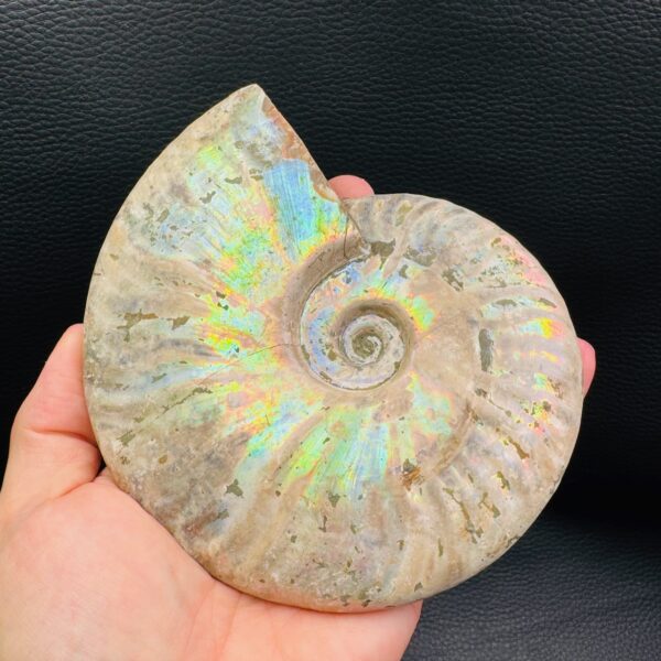 Ammonite iridescente de Madagascar (réf amd8) – Image 5