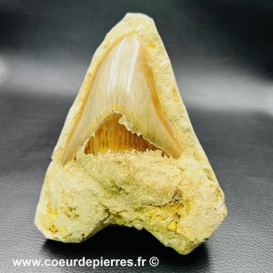 Dent de Mégalodon “sur gangue” de Malaisie (réf meg9)