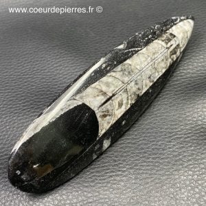 Orthoceras polis du Maroc (réf ot1)
