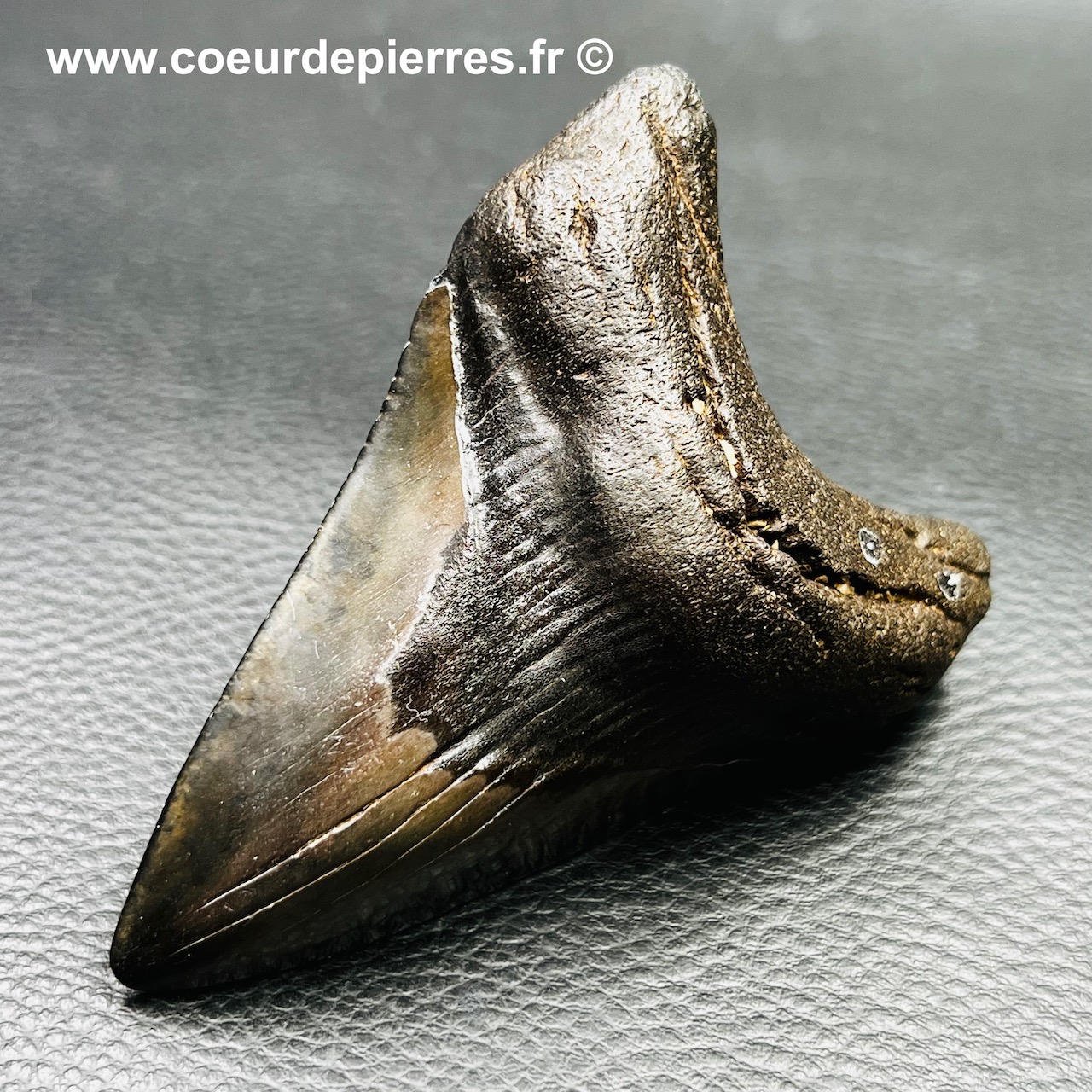 Dent de Carcharodon Mégalodon des USA (réf meg2)