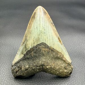 Dent de Mégalodon