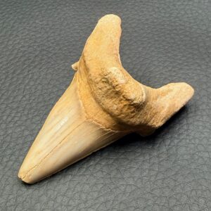 Dent de Requin fossile