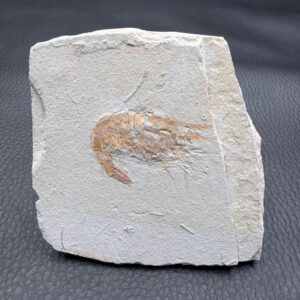 crevette fossile carpopenaeus callirostris