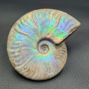 Ammonite Nacrée