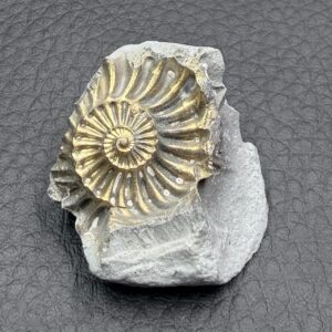 Ammonite Pyriteuse