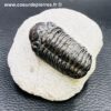 Trilobite Phacops du Maroc (réf tr21) – Image 5