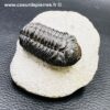 Trilobite Phacops du Maroc (réf tr21) – Image 2