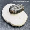 Trilobite Phacops du Maroc (réf tr21) – Image 3